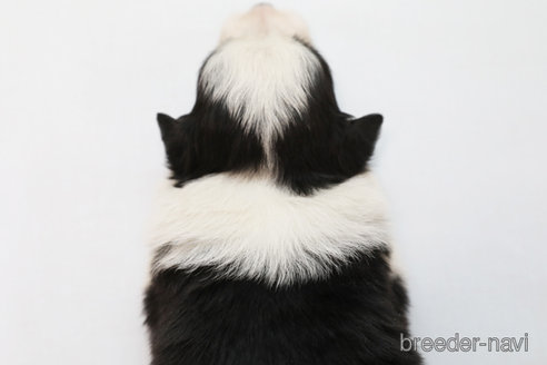 成約済の神奈川県のボーダーコリー-247678の4枚目